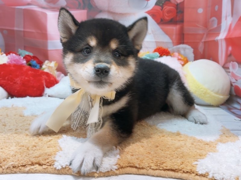 愛知県の柴犬(標準サイズ) (ペッツワン豊田四郷店/2026年2月6日生まれ/女の子/黒)の子犬の2枚目の画像