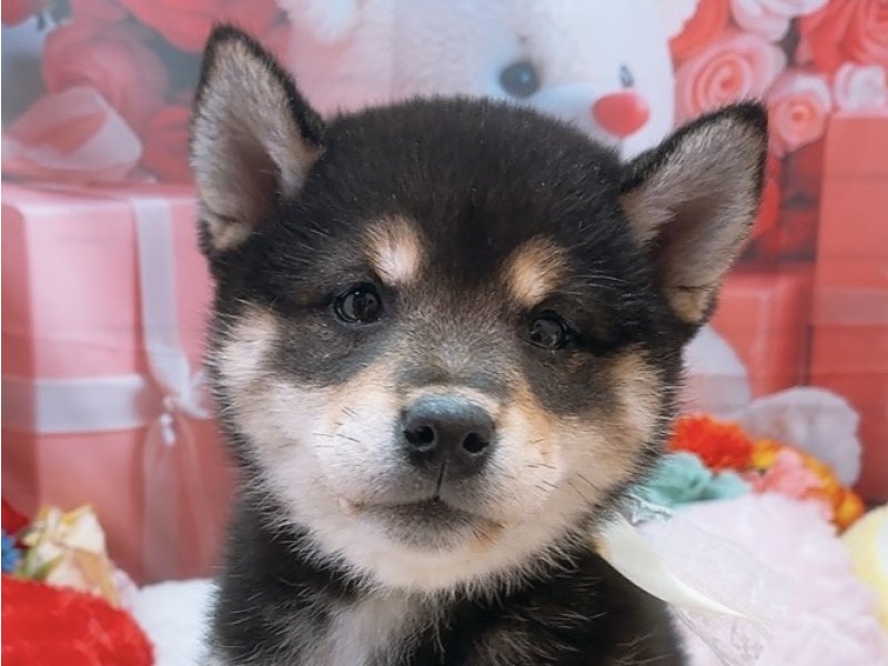 愛知県の柴犬(標準サイズ) (ペッツワン豊田四郷店/2026年2月6日生まれ/女の子/黒)の子犬の1枚目の画像