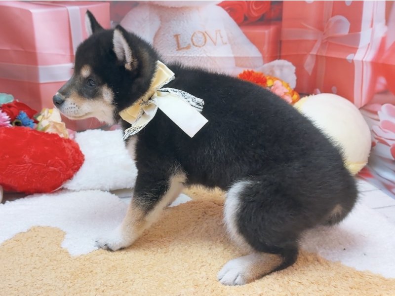 愛知県の柴犬(標準サイズ) (ペッツワン豊田四郷店/2026年2月6日生まれ/女の子/黒)の子犬の3枚目の画像