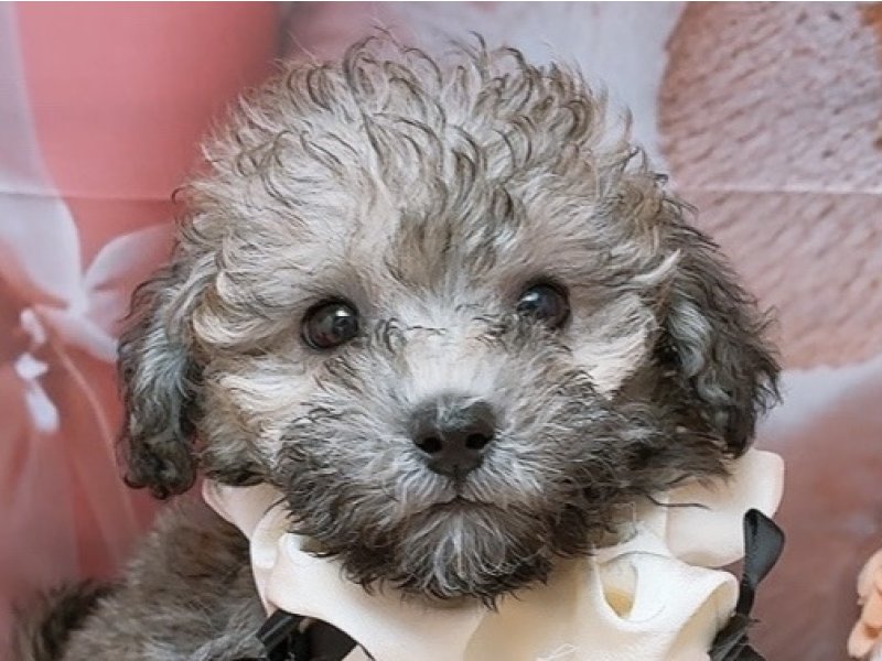 愛知県のトイプードル(トイ) (ペッツワン豊田四郷店/2026年2月6日生まれ/男の子/ブリンドル)の子犬の1枚目の画像