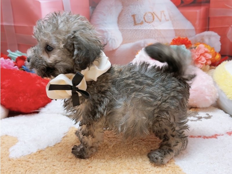 愛知県のトイプードル(トイ) (ペッツワン豊田四郷店/2026年2月6日生まれ/男の子/ブリンドル)の子犬の3枚目の画像