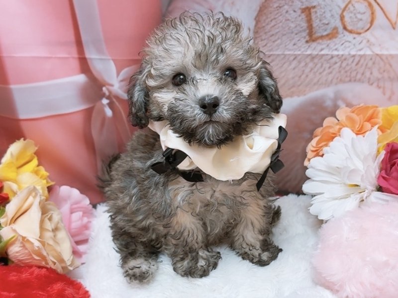 愛知県のトイプードル(トイ) (ペッツワン豊田四郷店/2026年2月6日生まれ/男の子/ブリンドル)の子犬の2枚目の画像