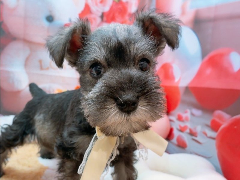 愛知県のミニチュアシュナウザー (ペッツワン豊田四郷店/2026年2月14日生まれ/男の子/ソルトペッパー)の子犬の1枚目の画像