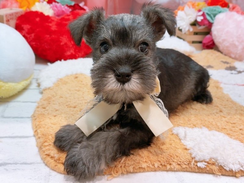 愛知県のミニチュアシュナウザー (ペッツワン豊田四郷店/2026年2月14日生まれ/男の子/ソルトペッパー)の子犬の2枚目の画像