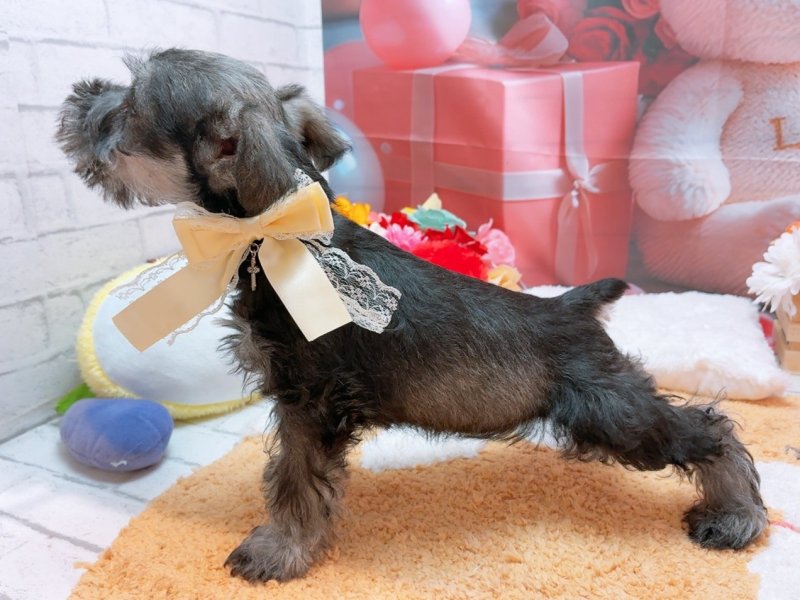 愛知県のミニチュアシュナウザー (ペッツワン豊田四郷店/2026年2月14日生まれ/男の子/ソルトペッパー)の子犬の3枚目の画像