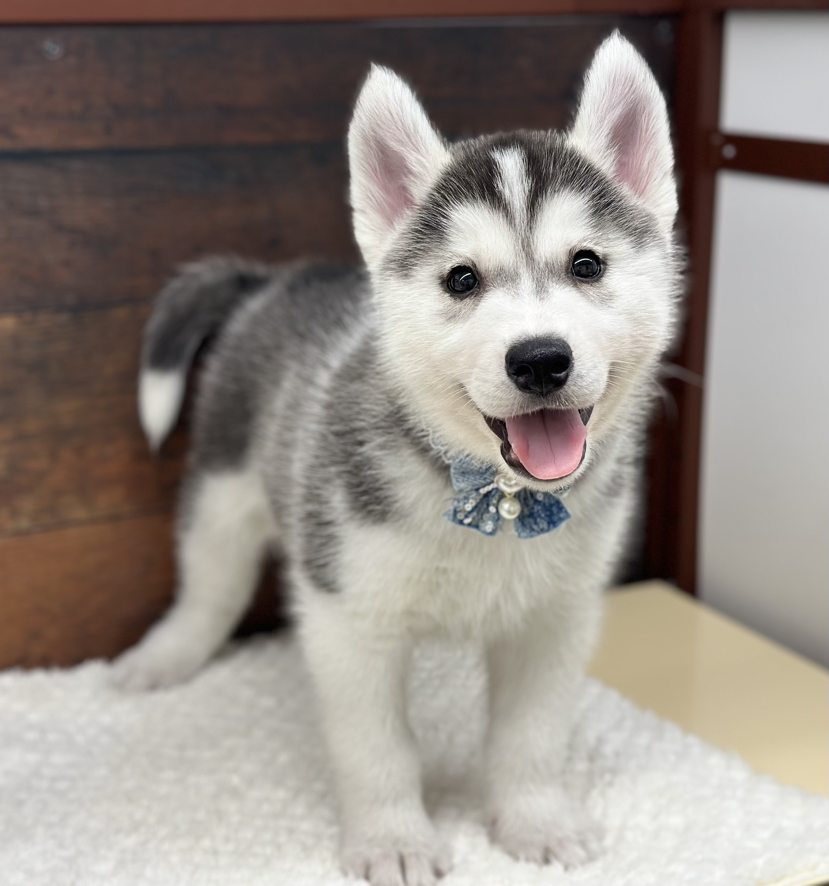 愛知県のシベリアンハスキー (ペッツワン名古屋大高インター店/2026年2月19日生まれ/男の子/シルバーホワイト)の子犬の1枚目の画像