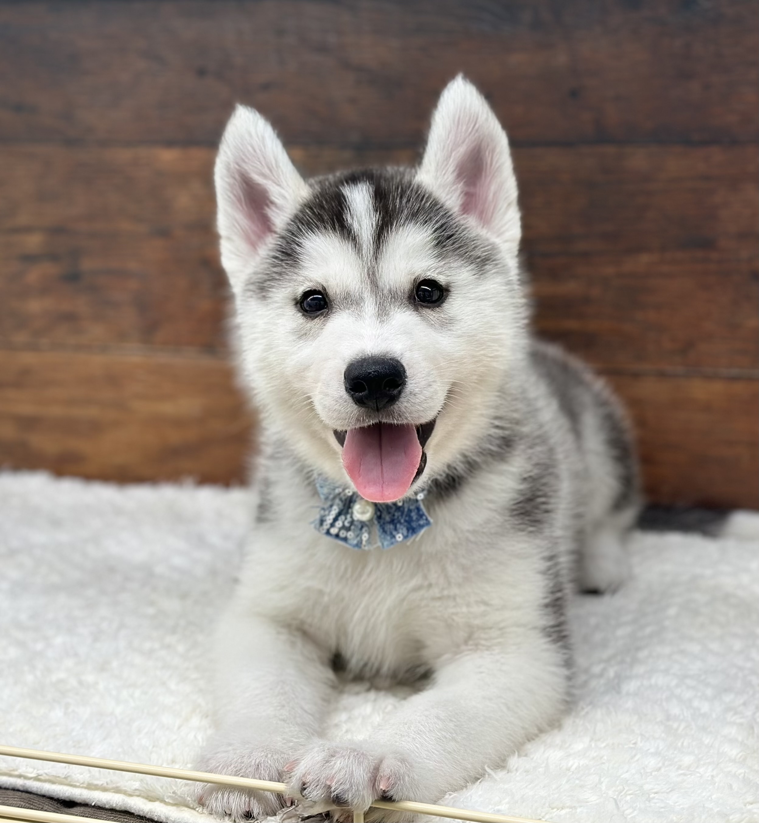 愛知県のシベリアンハスキー (ペッツワン名古屋大高インター店/2026年2月19日生まれ/男の子/シルバーホワイト)の子犬の2枚目の画像