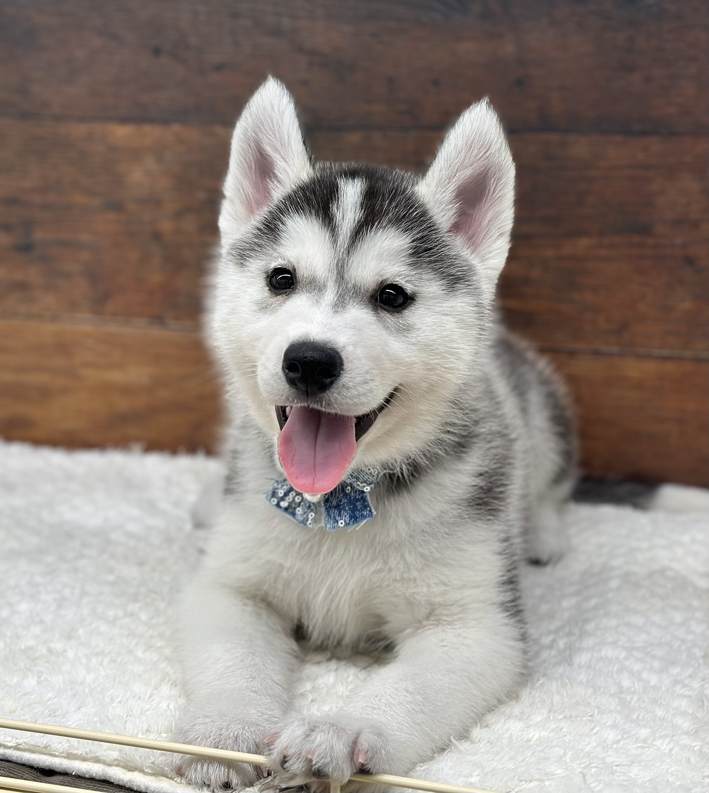 愛知県のシベリアンハスキー (ペッツワン名古屋大高インター店/2026年2月19日生まれ/男の子/シルバーホワイト)の子犬の3枚目の画像