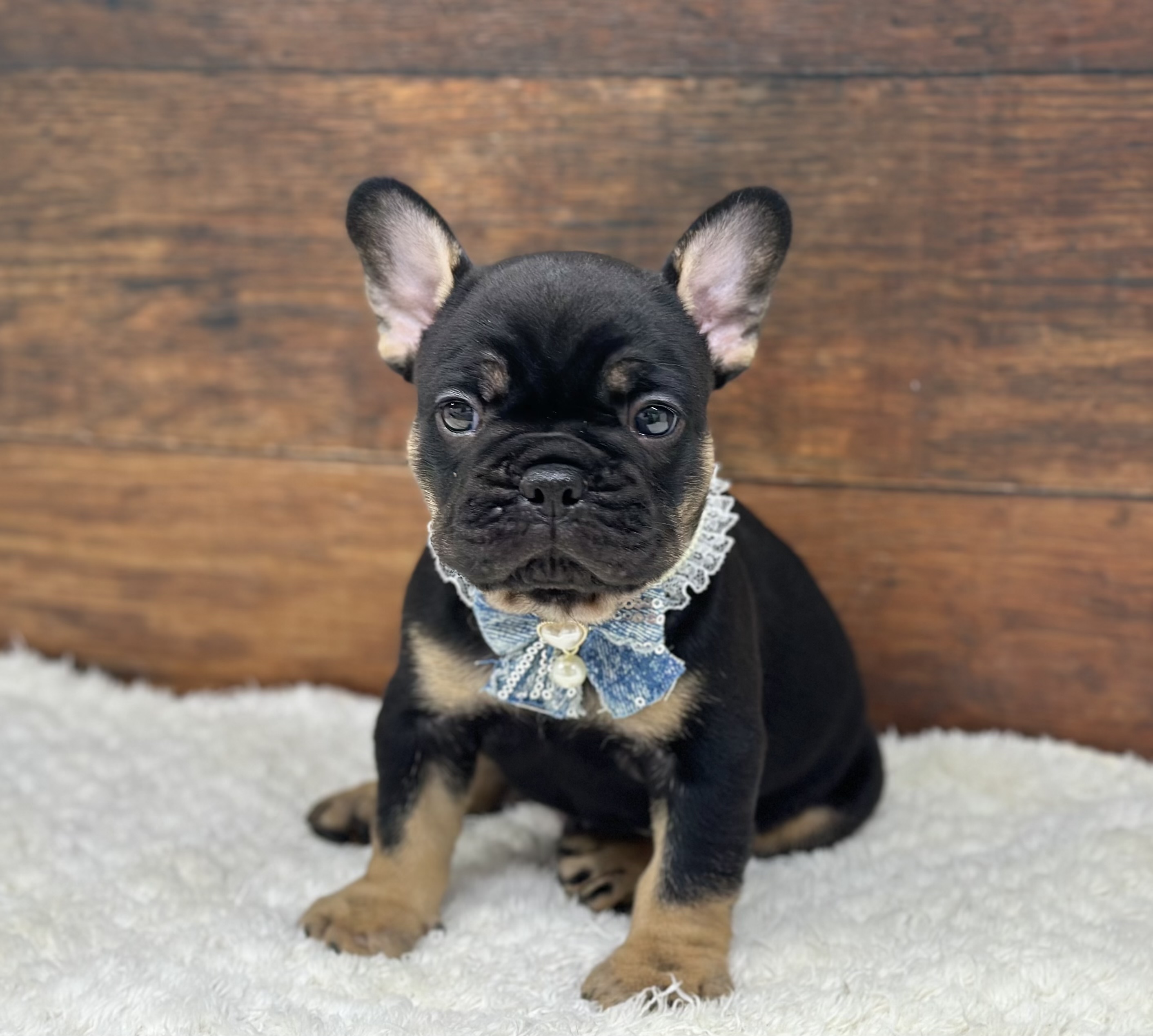 愛知県のフレンチブルドッグ (ペッツワン名古屋大高インター店/2026年2月18日生まれ/男の子/ブラックタン)の子犬の2枚目の画像