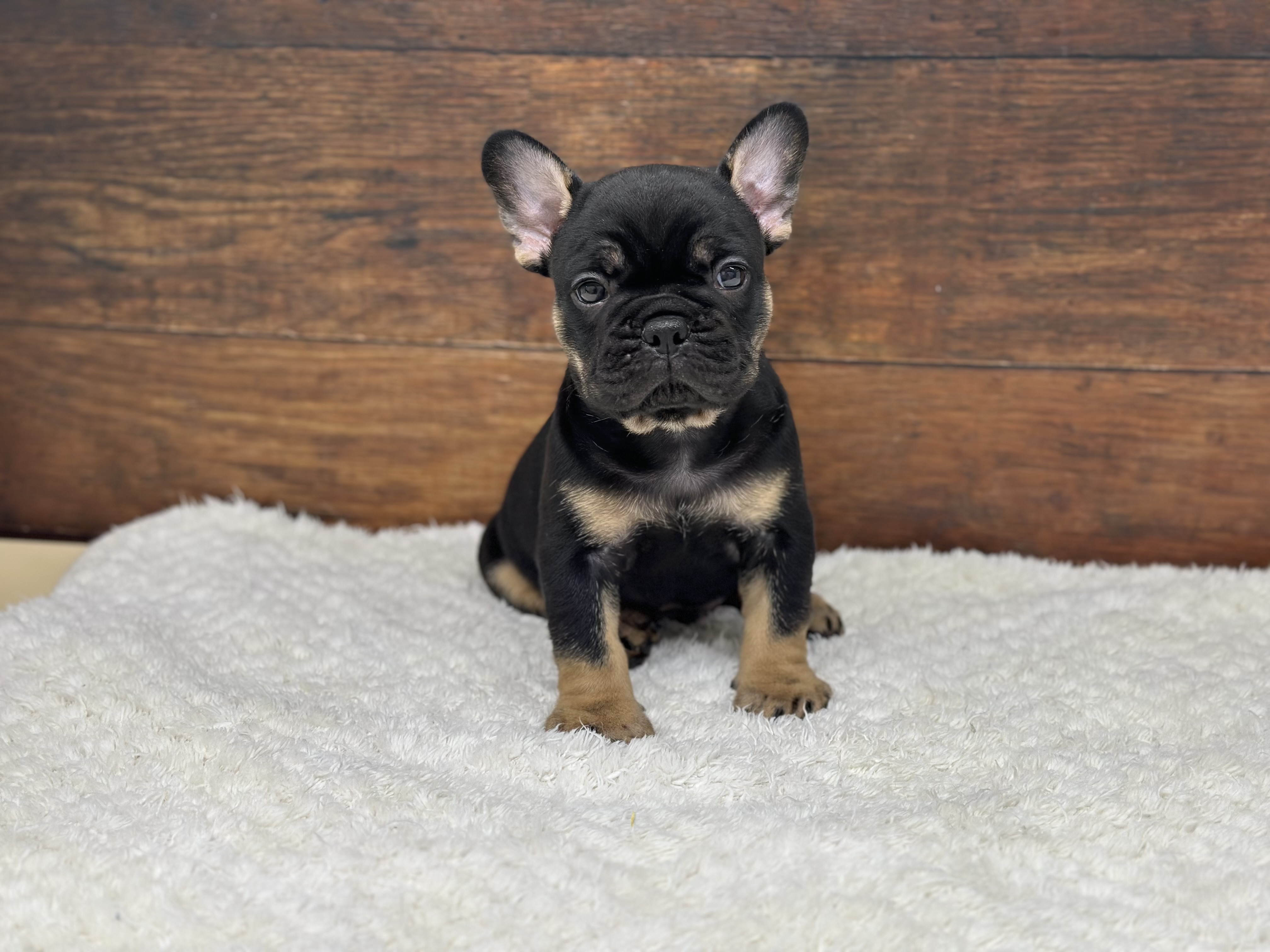 愛知県のフレンチブルドッグ (ペッツワン名古屋大高インター店/2026年2月18日生まれ/男の子/ブラックタン)の子犬の3枚目の画像