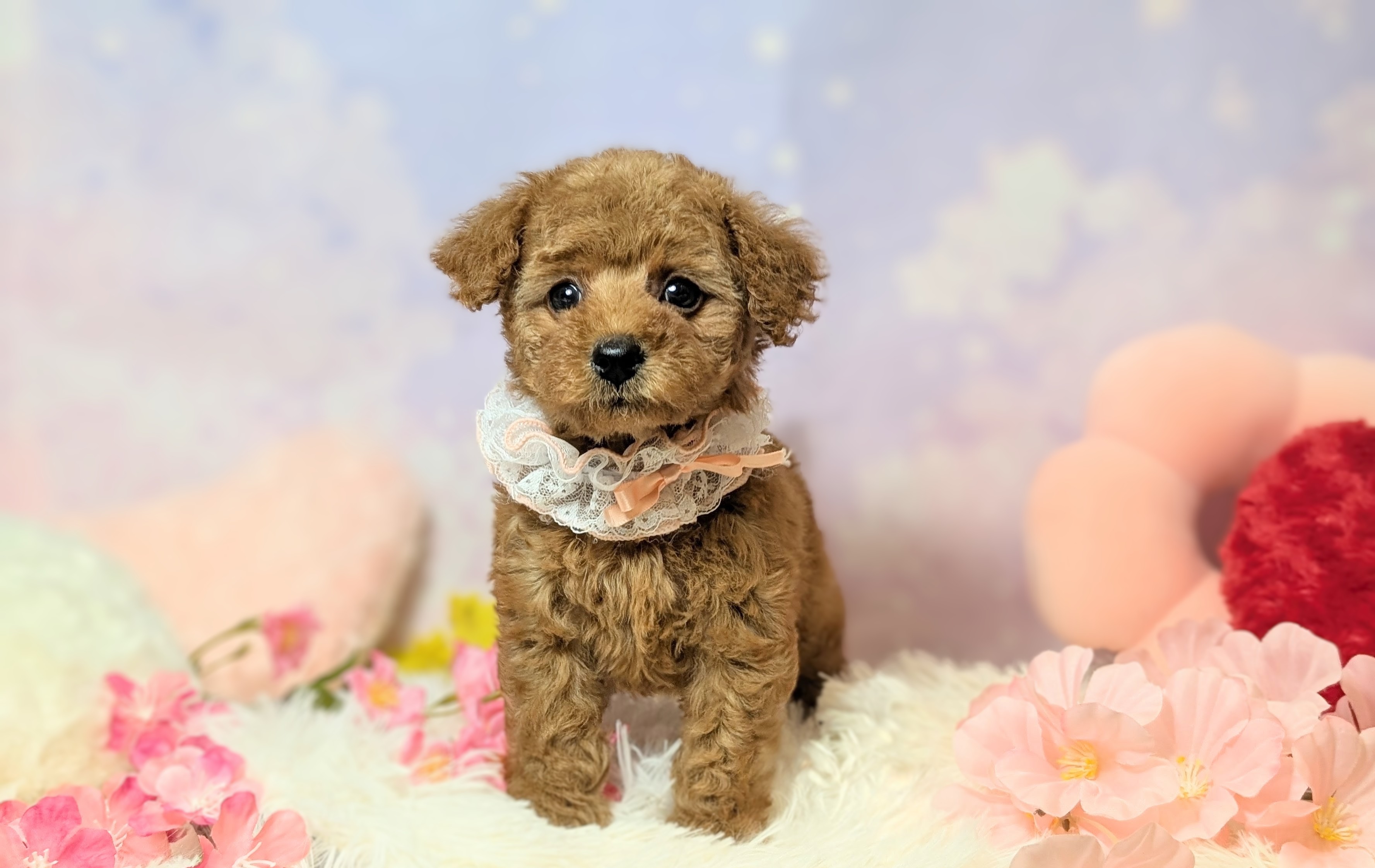 兵庫県のトイプードル(トイ) (ペッツワン神戸西神南店/2026年2月19日生まれ/女の子/レッドフォーン)の子犬の3枚目の画像