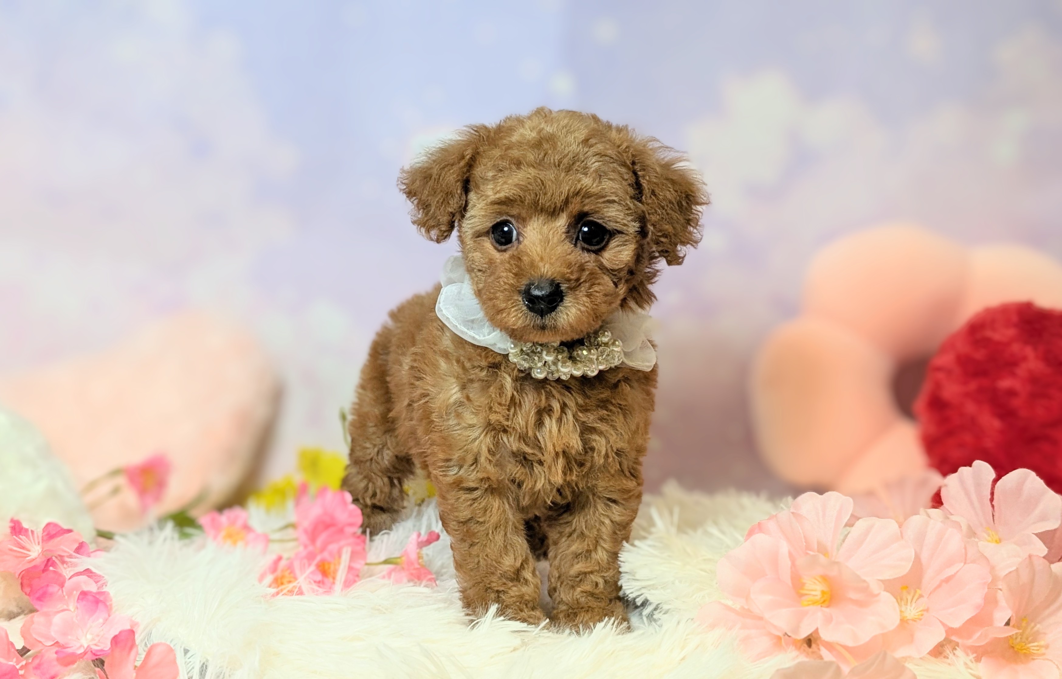 兵庫県のトイプードル(トイ) (ペッツワン神戸西神南店/2026年2月19日生まれ/女の子/レッドフォーン)の子犬の2枚目の画像