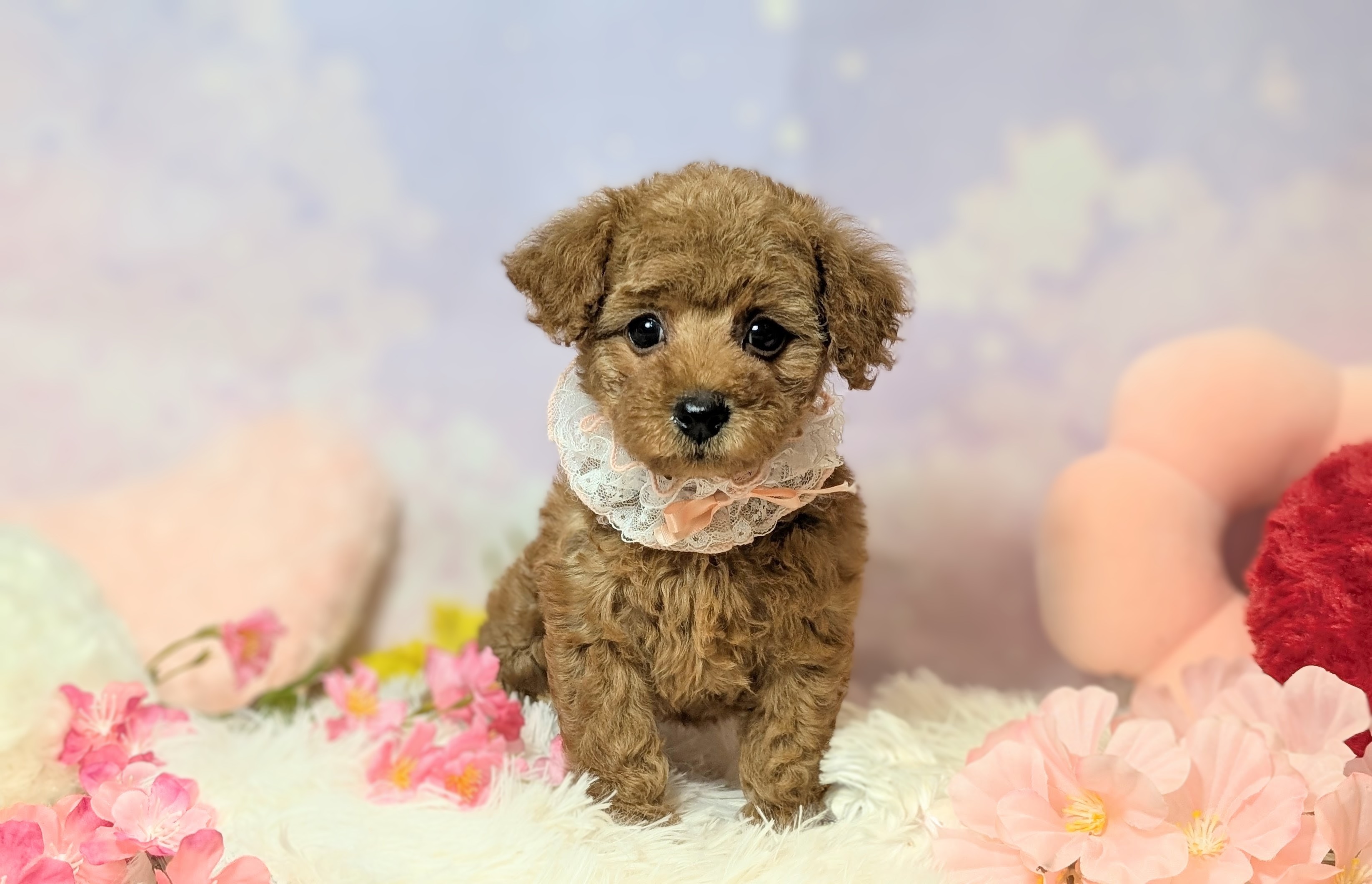 兵庫県のトイプードル(トイ) (ペッツワン神戸西神南店/2026年2月19日生まれ/女の子/レッドフォーン)の子犬の1枚目の画像