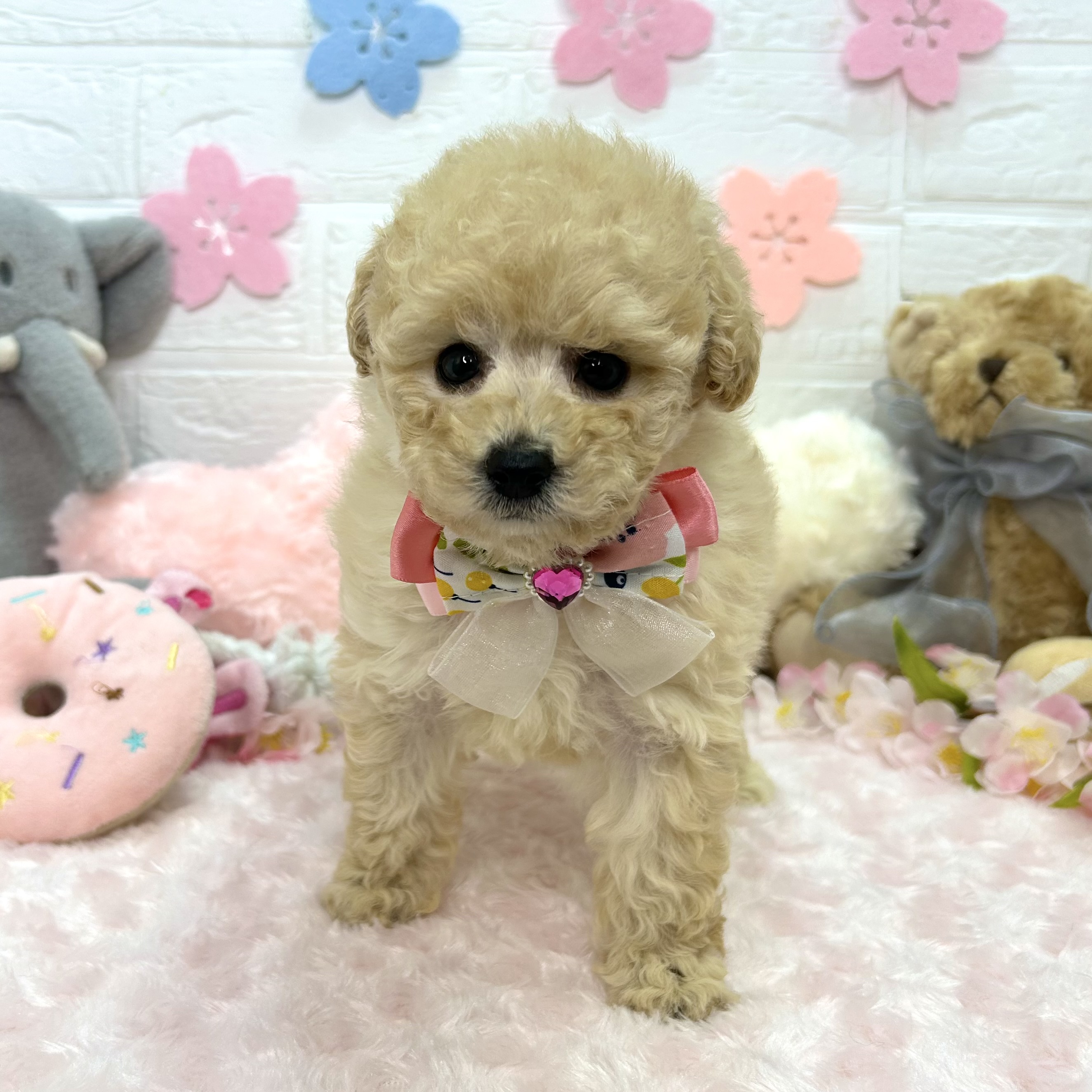 大阪府のトイプードル(トイ) (ペッツワン東大阪店/2026年2月17日生まれ/女の子/ペールフォーン)の子犬