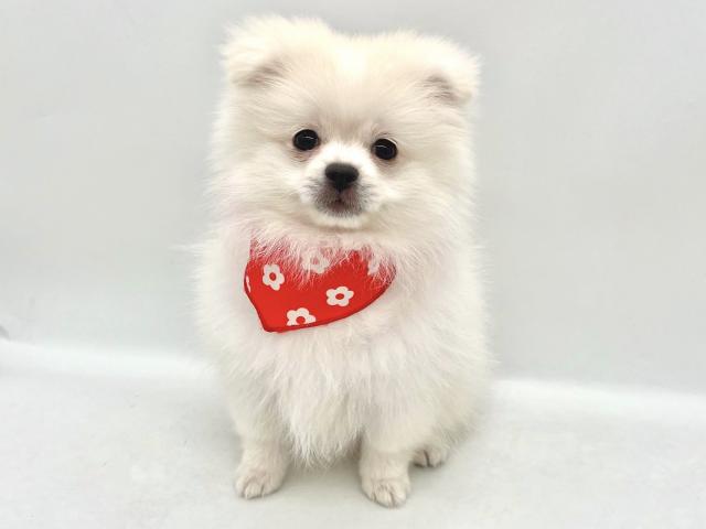 埼玉県のハーフ犬・ミックス犬 (ペッツワンなめがわモール店/2026年1月12日生まれ/女の子/ホワイト)の子犬