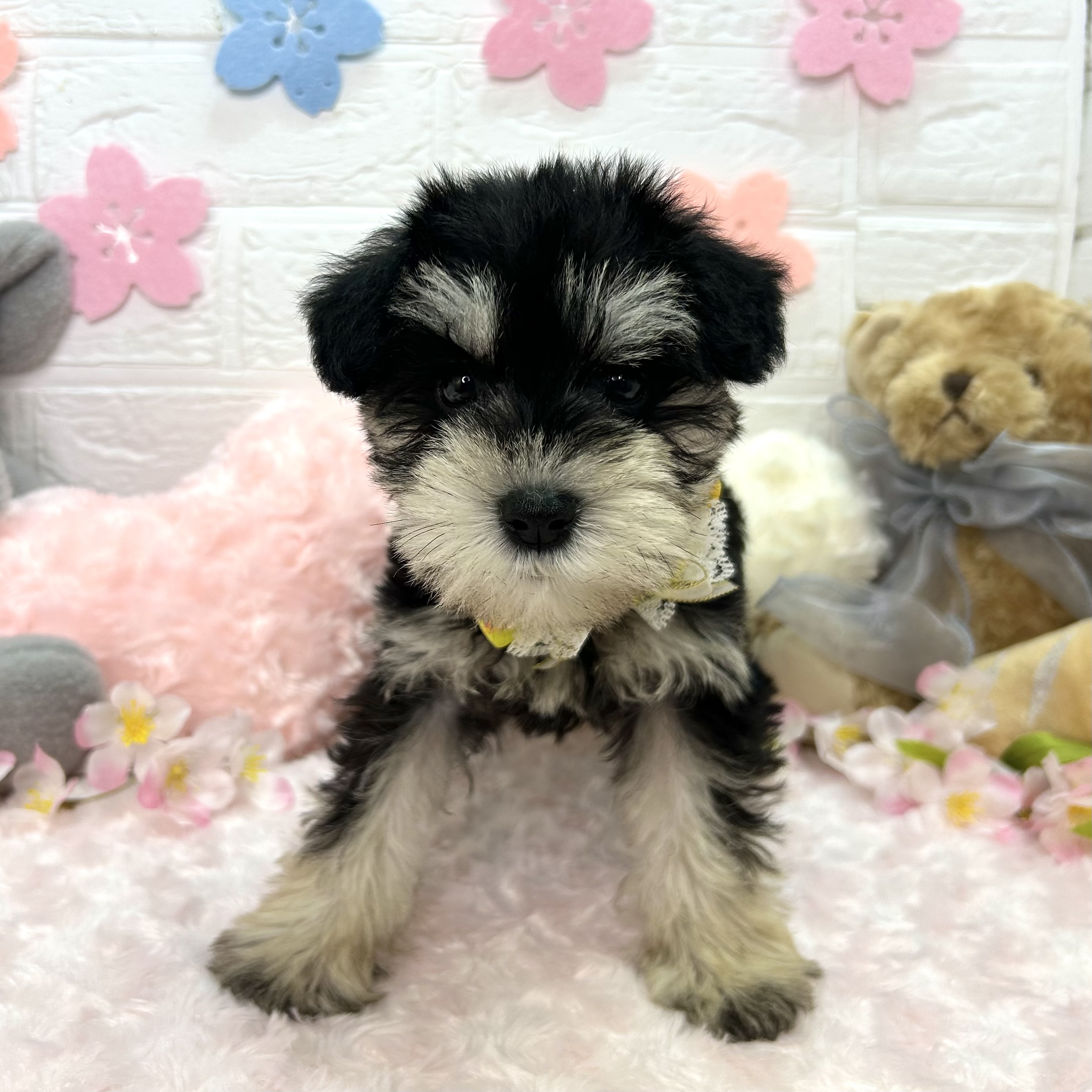 大阪府のミニチュアシュナウザー (ペッツワン東大阪店/2026年2月17日生まれ/女の子/ブラックシルバー)の子犬