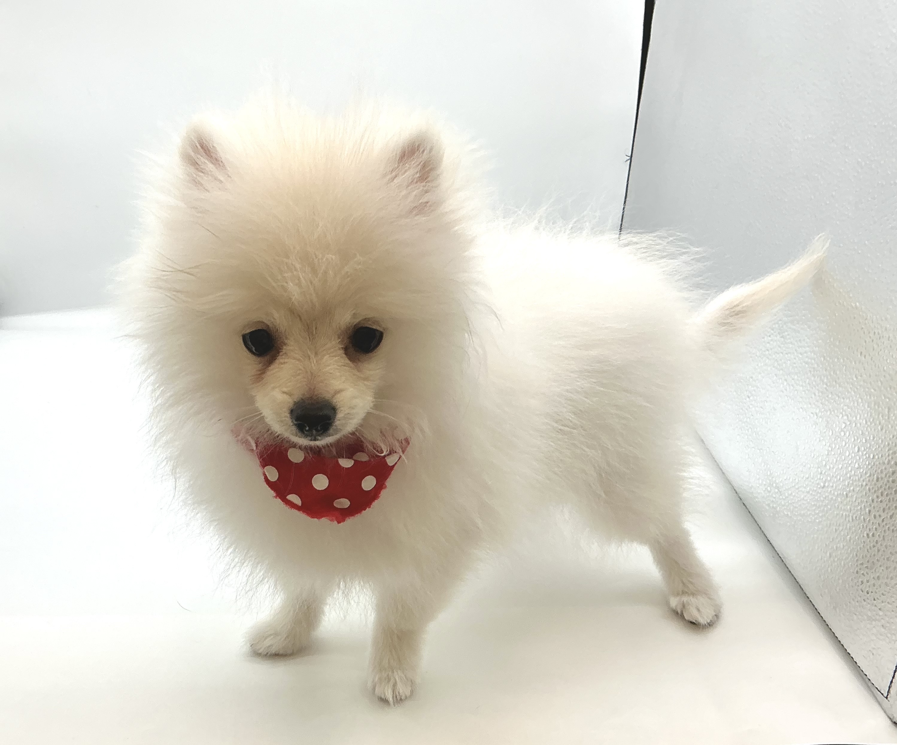 埼玉県のポメラニアン (ペッツワン鶴ヶ島店/2025年12月9日生まれ/男の子/クリーム)の子犬の2枚目の画像