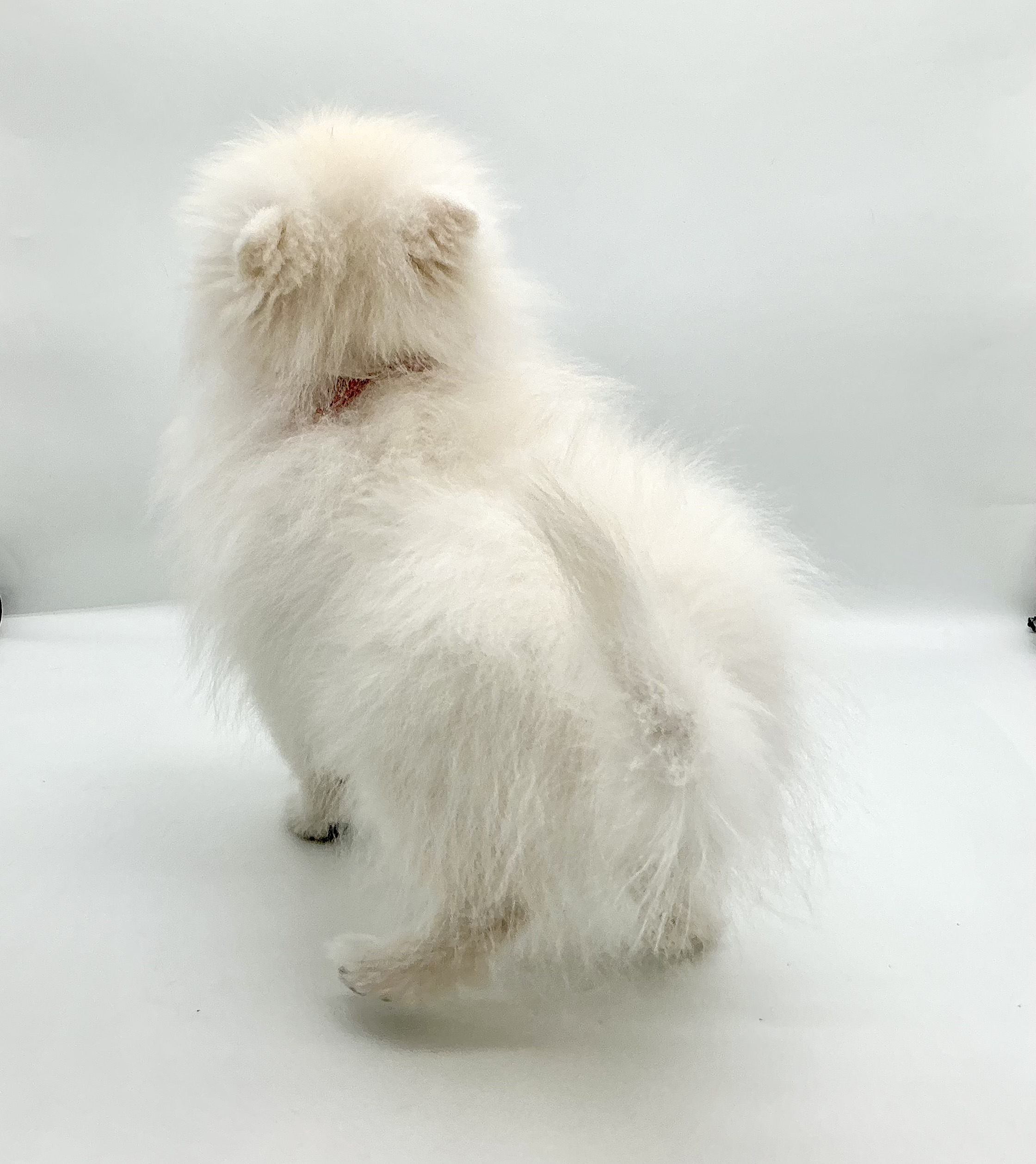 埼玉県のポメラニアン (ペッツワン鶴ヶ島店/2025年12月9日生まれ/男の子/クリーム)の子犬の3枚目の画像