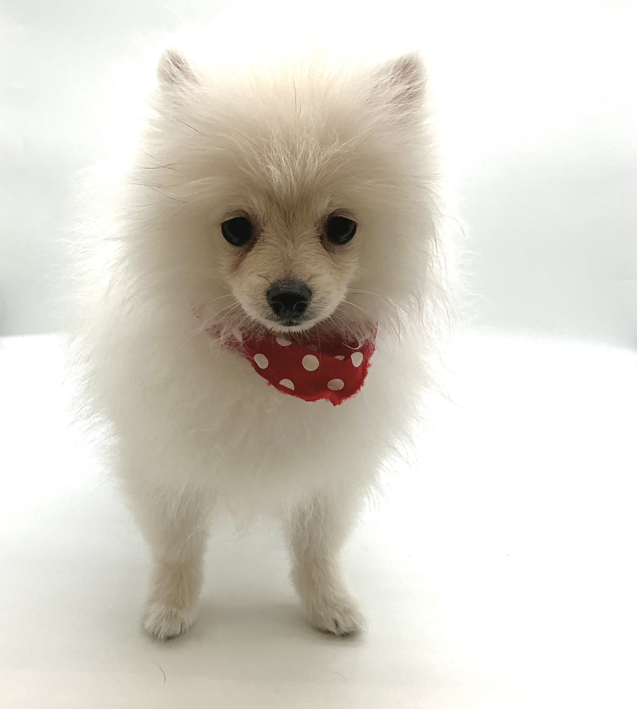 埼玉県のポメラニアン (ペッツワン鶴ヶ島店/2025年12月9日生まれ/男の子/クリーム)の子犬の1枚目の画像