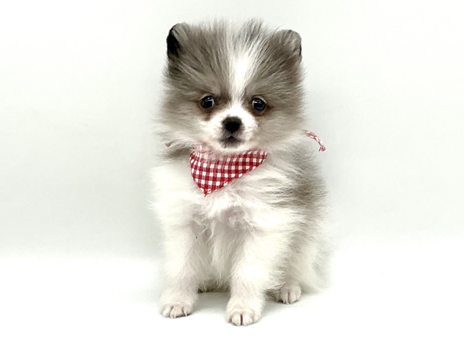 埼玉県のポメラニアン (ペッツワン鶴ヶ島店/2026年2月14日生まれ/男の子/ホワイトブルーマールタン)の子犬の1枚目の画像