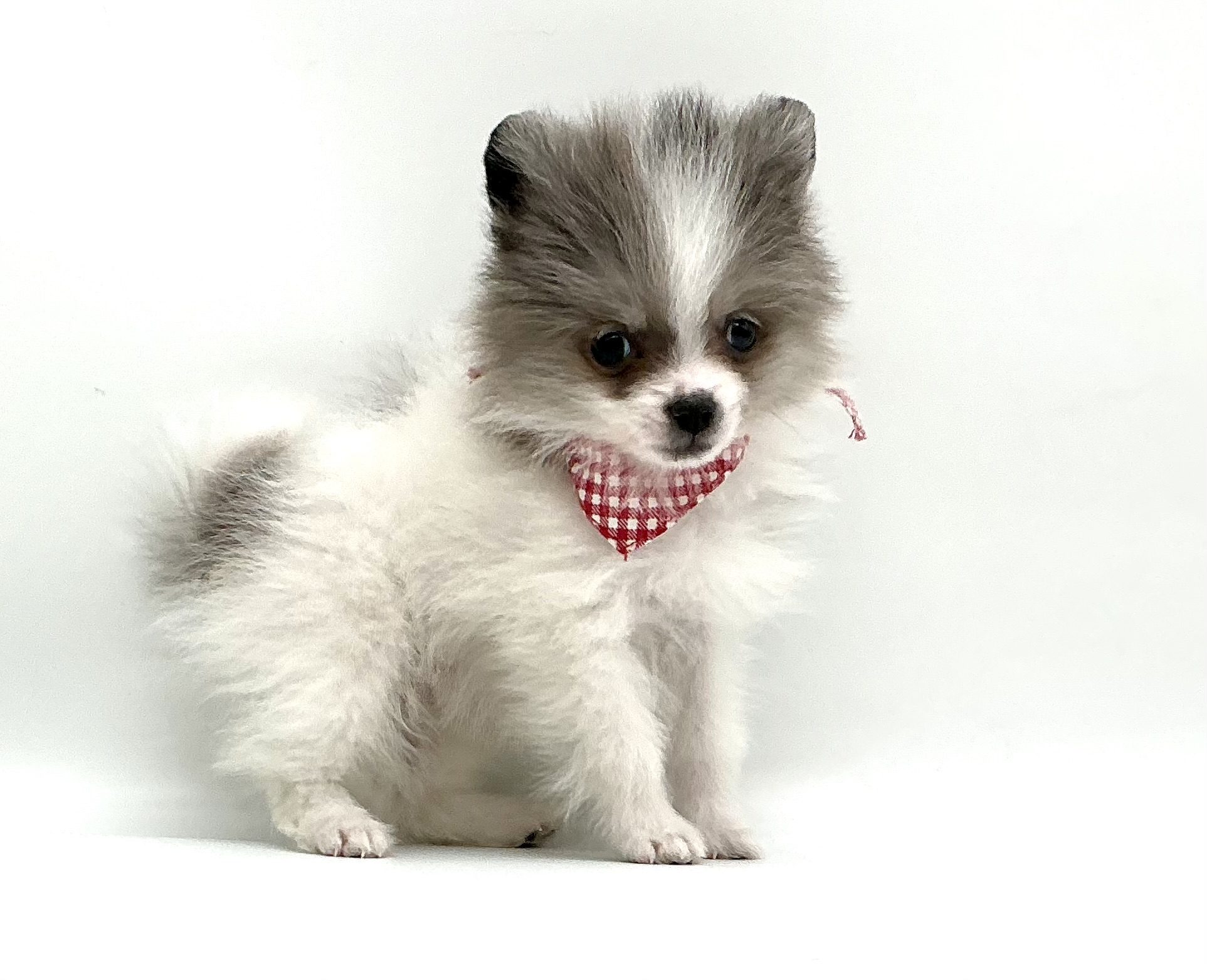 埼玉県のポメラニアン (ペッツワン鶴ヶ島店/2026年2月14日生まれ/男の子/ホワイトブルーマールタン)の子犬の3枚目の画像