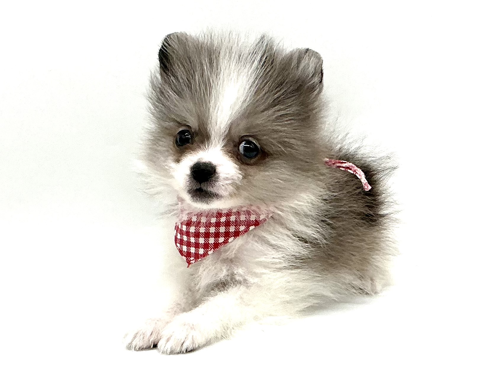 埼玉県のポメラニアン (ペッツワン鶴ヶ島店/2026年2月14日生まれ/男の子/ホワイトブルーマールタン)の子犬の2枚目の画像