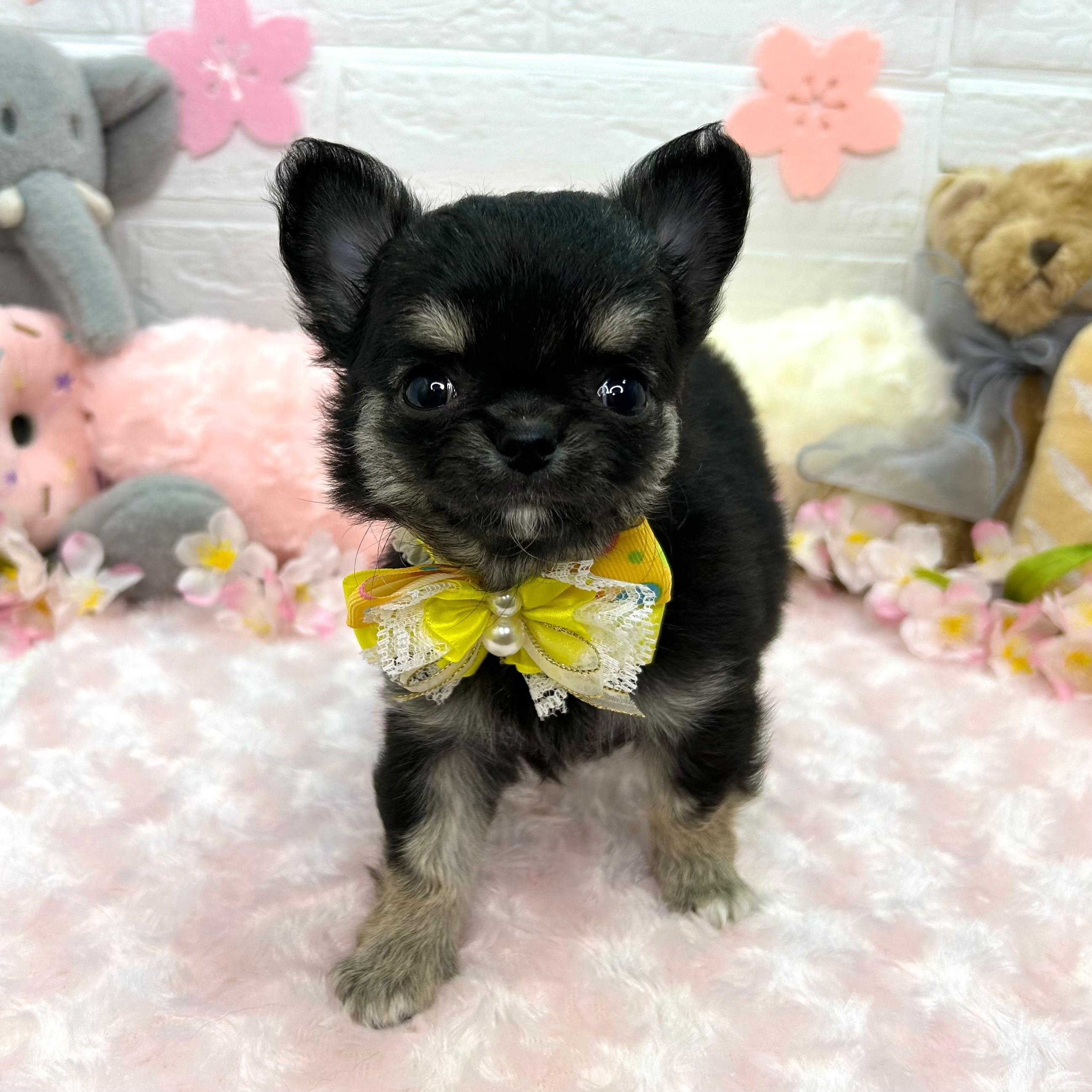 大阪府のチワワ(ロング) (ペッツワン東大阪店/2026年2月18日生まれ/女の子/ブラックタン)の子犬