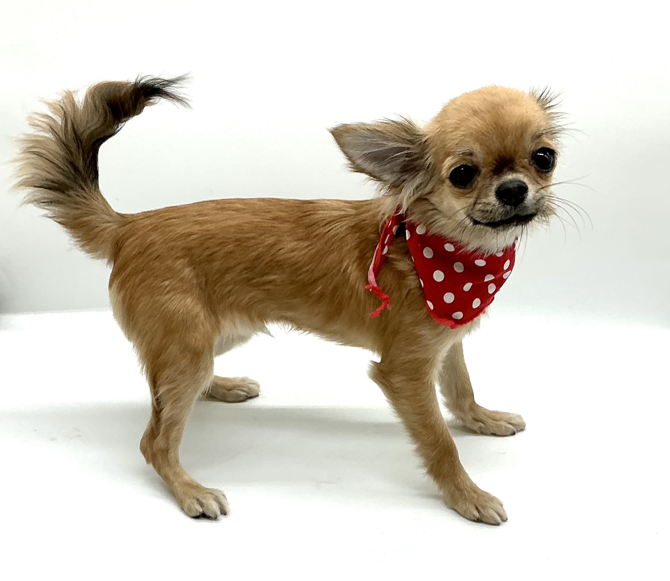 埼玉県のチワワ(ロング) (ペッツワン鶴ヶ島店/2025年9月15日生まれ/男の子/フォーンセーブル)の子犬の3枚目の画像