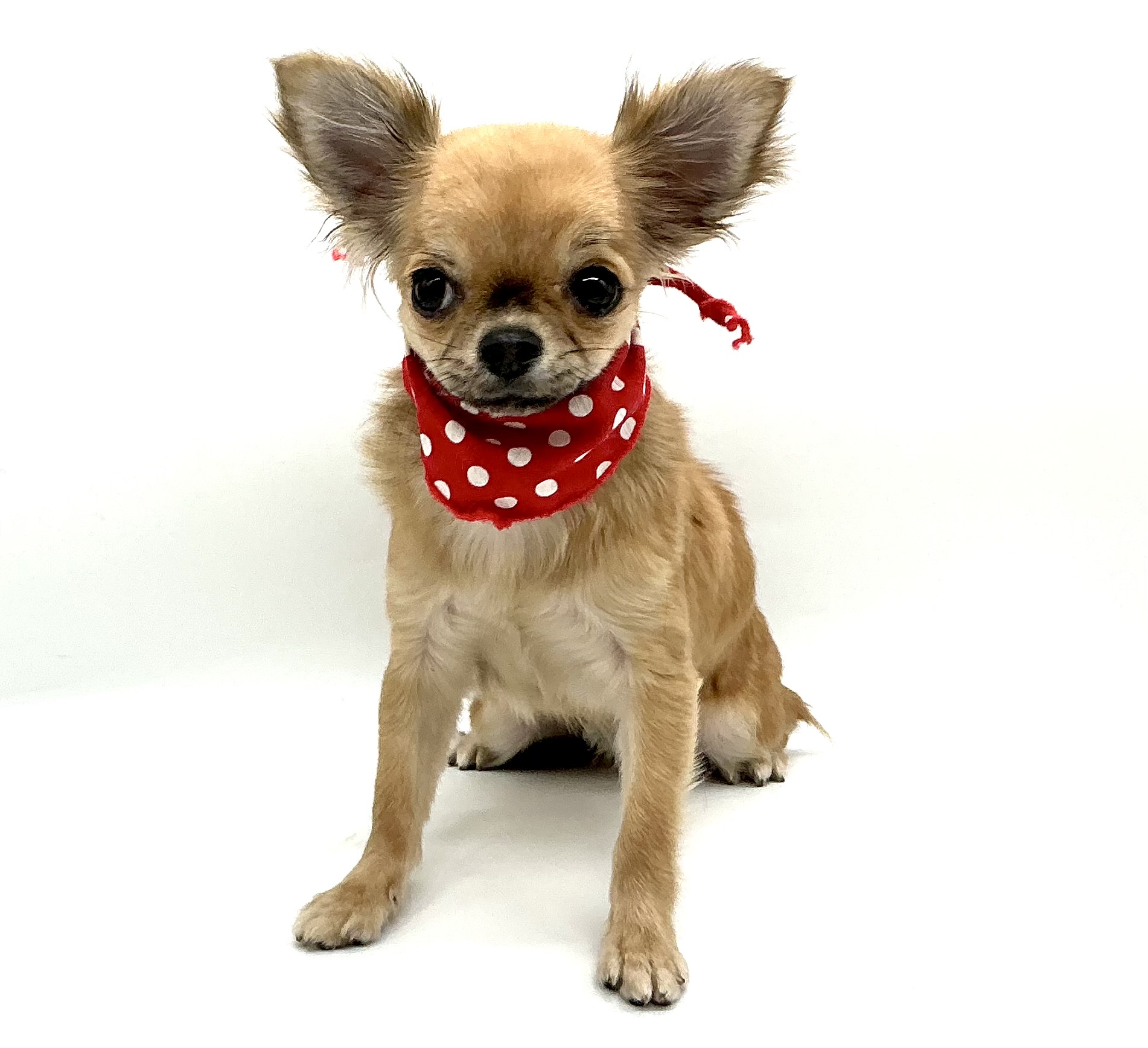 埼玉県のチワワ(ロング) (ペッツワン鶴ヶ島店/2025年9月15日生まれ/男の子/フォーンセーブル)の子犬の1枚目の画像