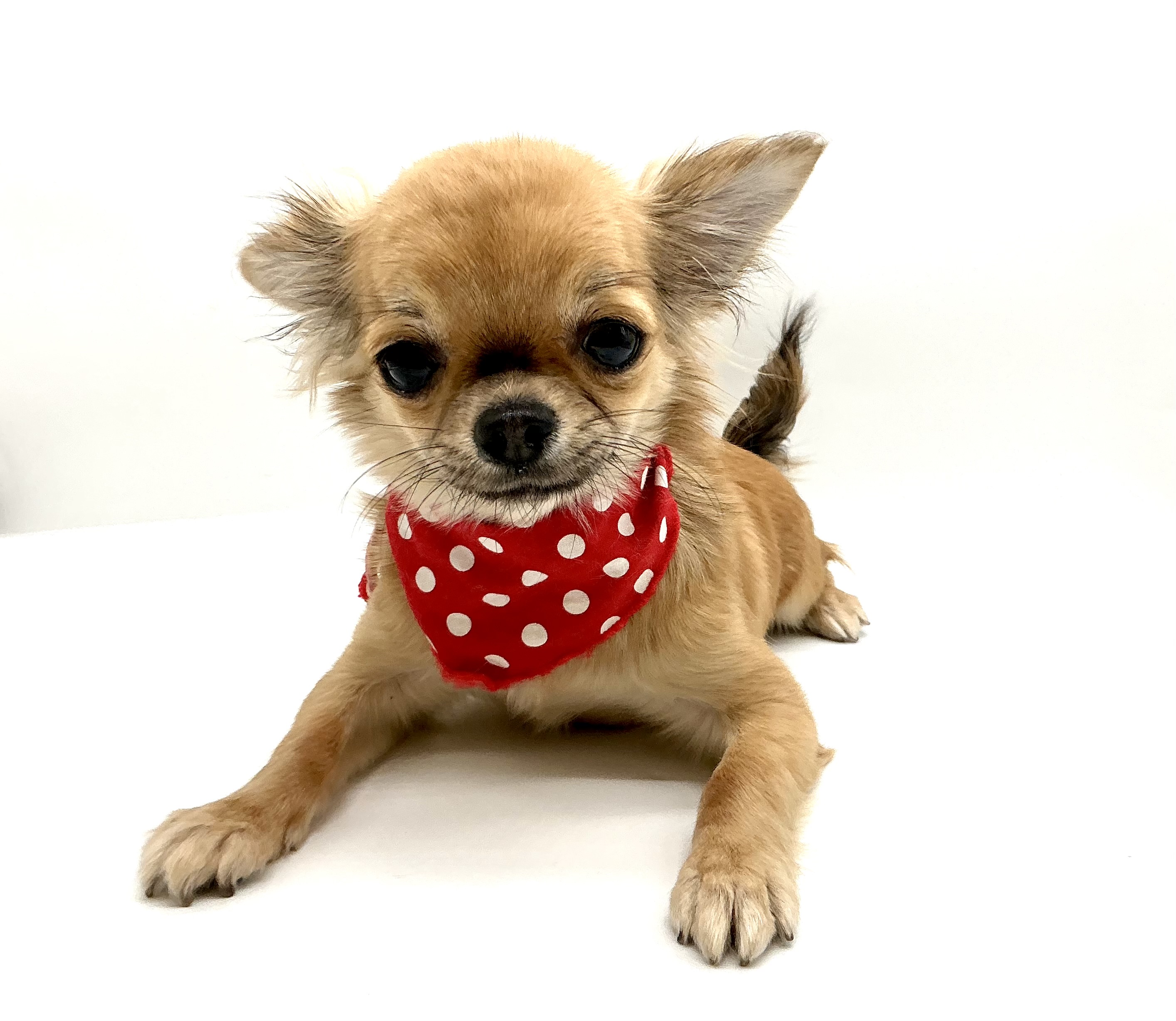 埼玉県のチワワ(ロング) (ペッツワン鶴ヶ島店/2025年9月15日生まれ/男の子/フォーンセーブル)の子犬の2枚目の画像