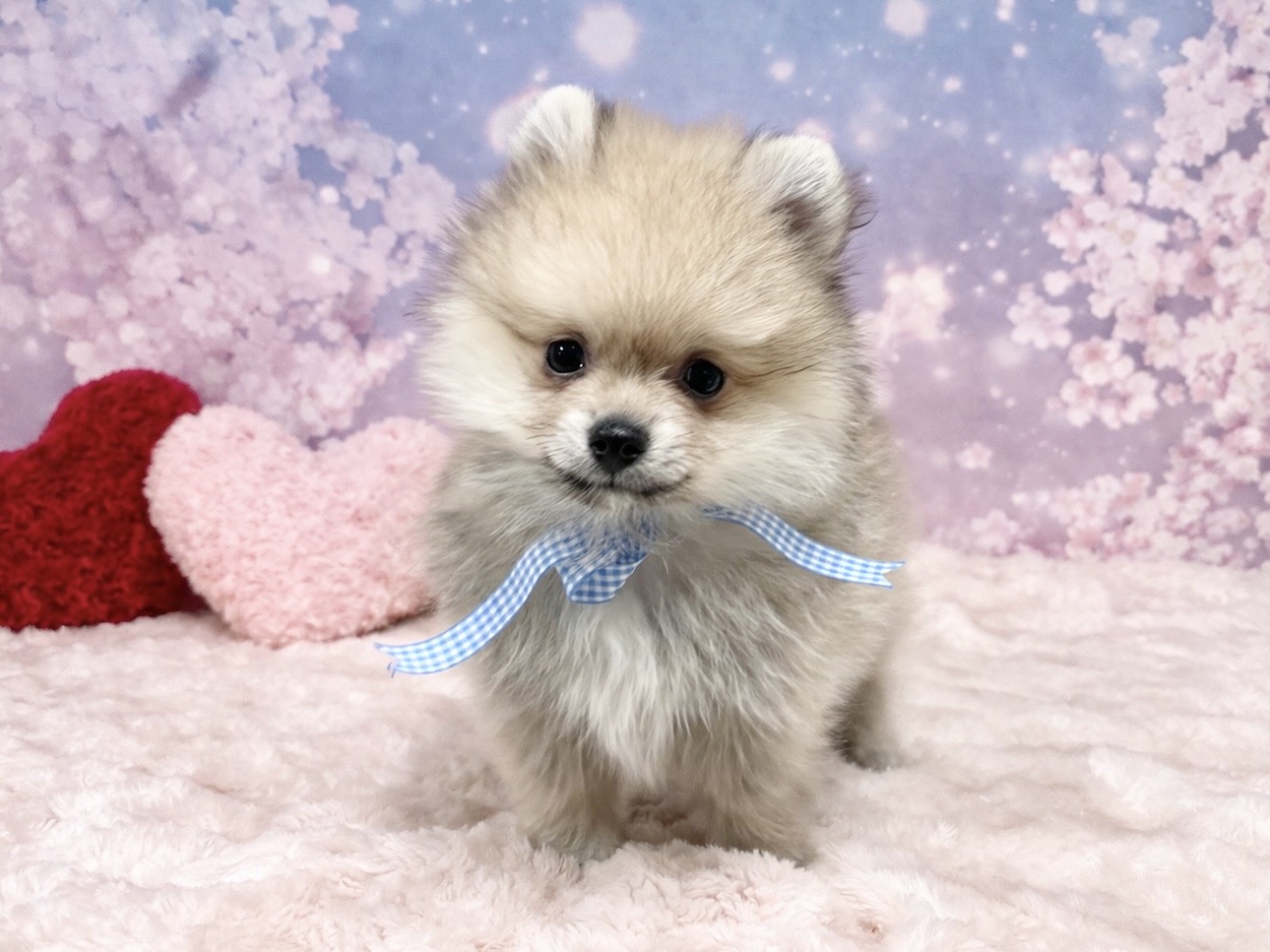 兵庫県のポメラニアン (ペッツワン神戸深江浜店/2026年2月12日生まれ/男の子/ウルフセーブル)の子犬の2枚目の画像