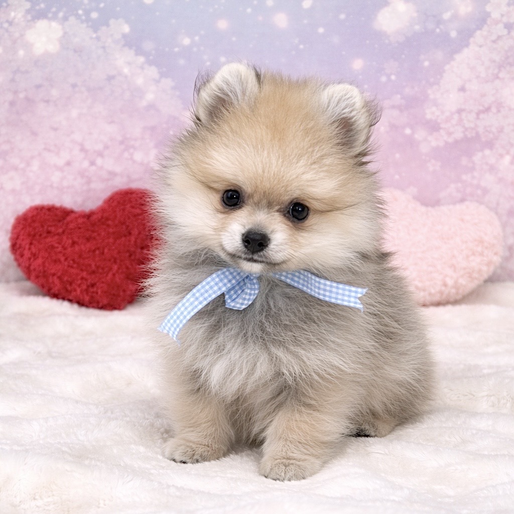 兵庫県のポメラニアン (ペッツワン神戸深江浜店/2026年2月12日生まれ/男の子/ウルフセーブル)の子犬の3枚目の画像