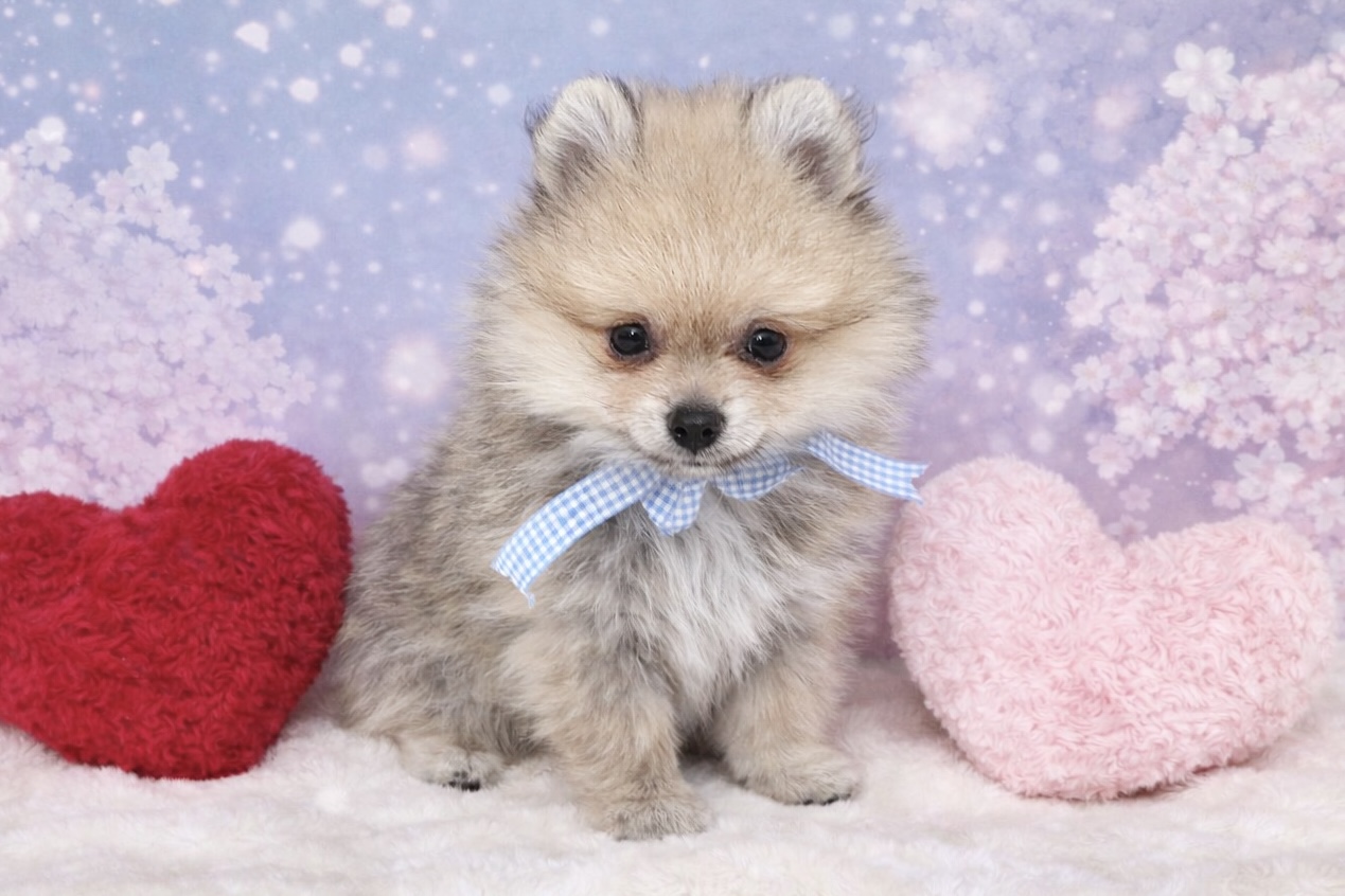 兵庫県のポメラニアン (ペッツワン神戸深江浜店/2026年2月12日生まれ/男の子/ウルフセーブル)の子犬の1枚目の画像