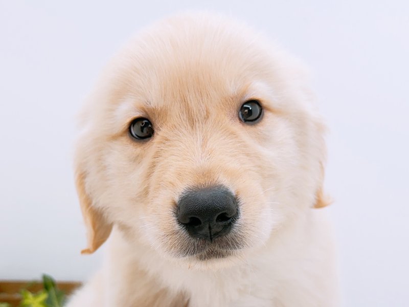 愛知県のゴールデンレトリバー (ペッツワン小牧店/2026年2月17日生まれ/男の子/ゴールデン)の子犬