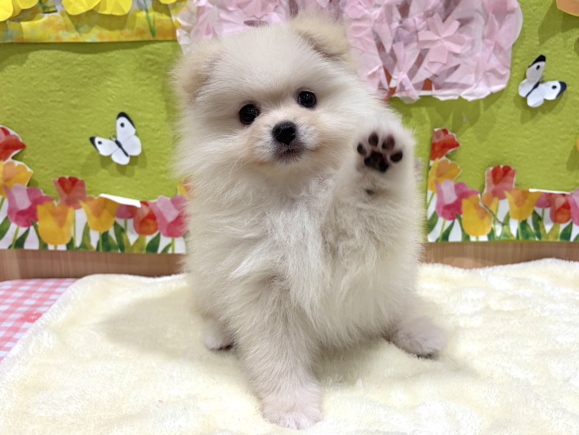 福島県のポメラニアン (ペッツワン会津若松店/2026年2月6日生まれ/女の子/クリーム)の子犬