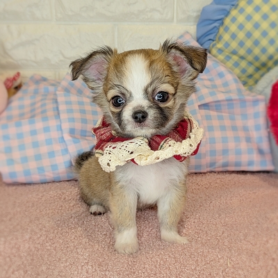 京都府のチワワ(ロング) (ペッツワン亀岡店/2026年2月19日生まれ/女の子/レッドホワイト)の子犬の1枚目の画像