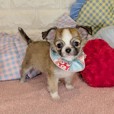 京都府のチワワ(ロング) (ペッツワン亀岡店/2026年2月19日生まれ/女の子/レッドホワイト)の子犬の2枚目の画像