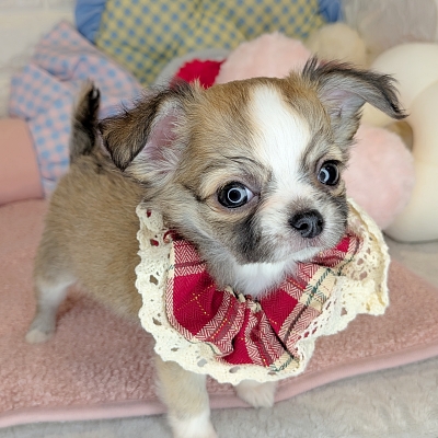京都府のチワワ(ロング) (ペッツワン亀岡店/2026年2月19日生まれ/女の子/レッドホワイト)の子犬の3枚目の画像