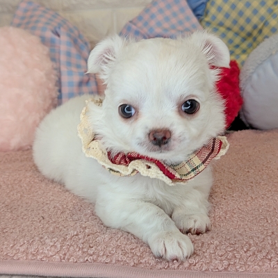 京都府のチワワ(ロング) (ペッツワン亀岡店/2026年2月19日生まれ/女の子/クリームホワイト)の子犬の3枚目の画像