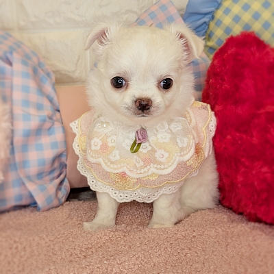 京都府のチワワ(ロング) (ペッツワン亀岡店/2026年2月19日生まれ/女の子/クリームホワイト)の子犬の2枚目の画像