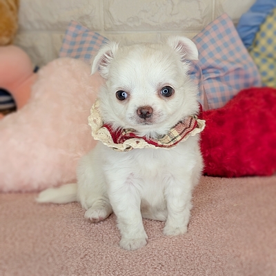 京都府のチワワ(ロング) (ペッツワン亀岡店/2026年2月19日生まれ/女の子/クリームホワイト)の子犬の1枚目の画像