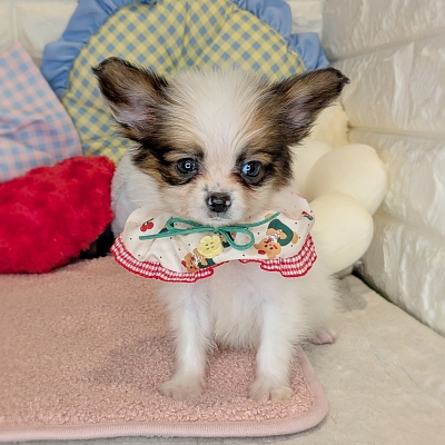 京都府のパピヨン (ペッツワン亀岡店/2026年2月19日生まれ/男の子/ホワイトレッド)の子犬の1枚目の画像