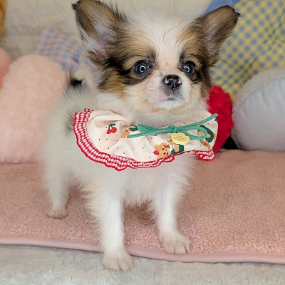 京都府のパピヨン (ペッツワン亀岡店/2026年2月19日生まれ/男の子/ホワイトレッド)の子犬の3枚目の画像