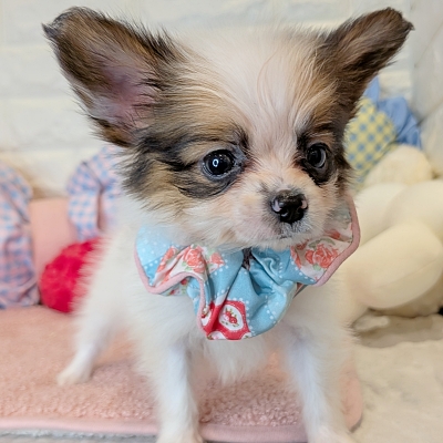 京都府のパピヨン (ペッツワン亀岡店/2026年2月19日生まれ/男の子/ホワイトレッド)の子犬の2枚目の画像