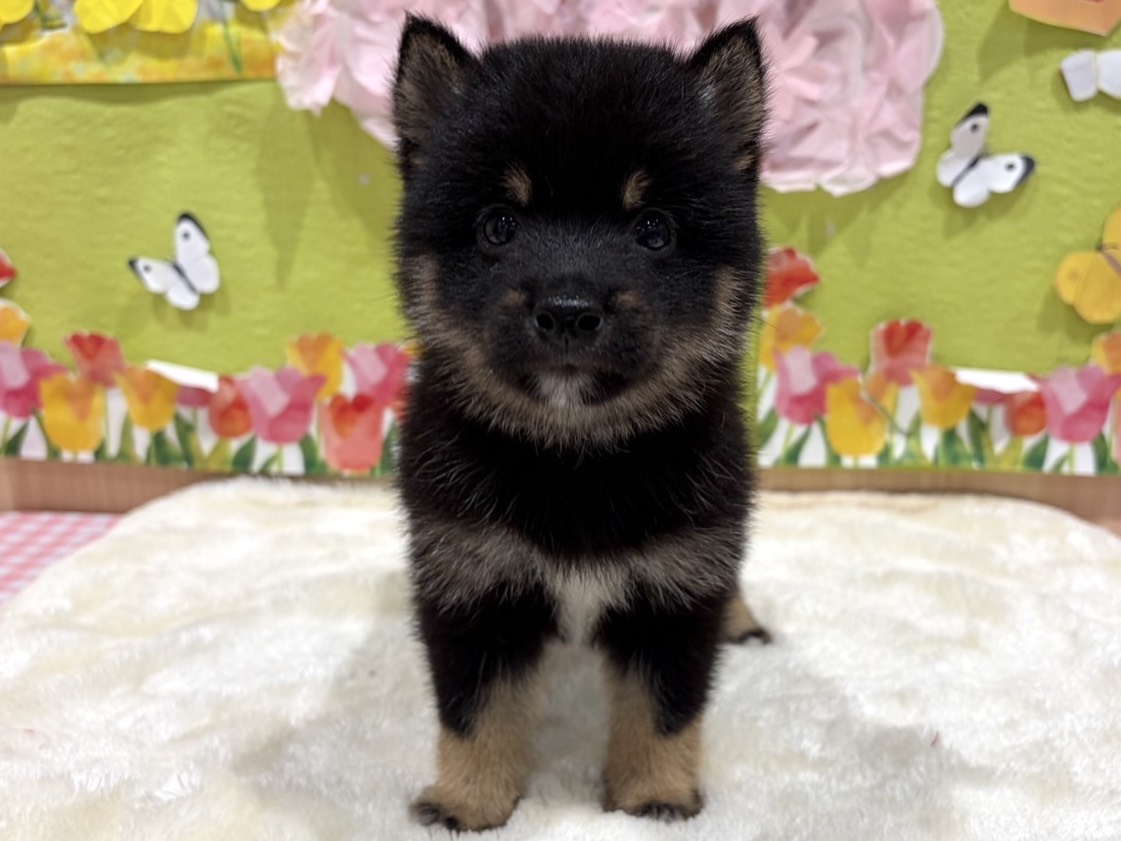 福島県の豆柴 (ペッツワン会津若松店/2026年2月14日生まれ/男の子/黒)の子犬