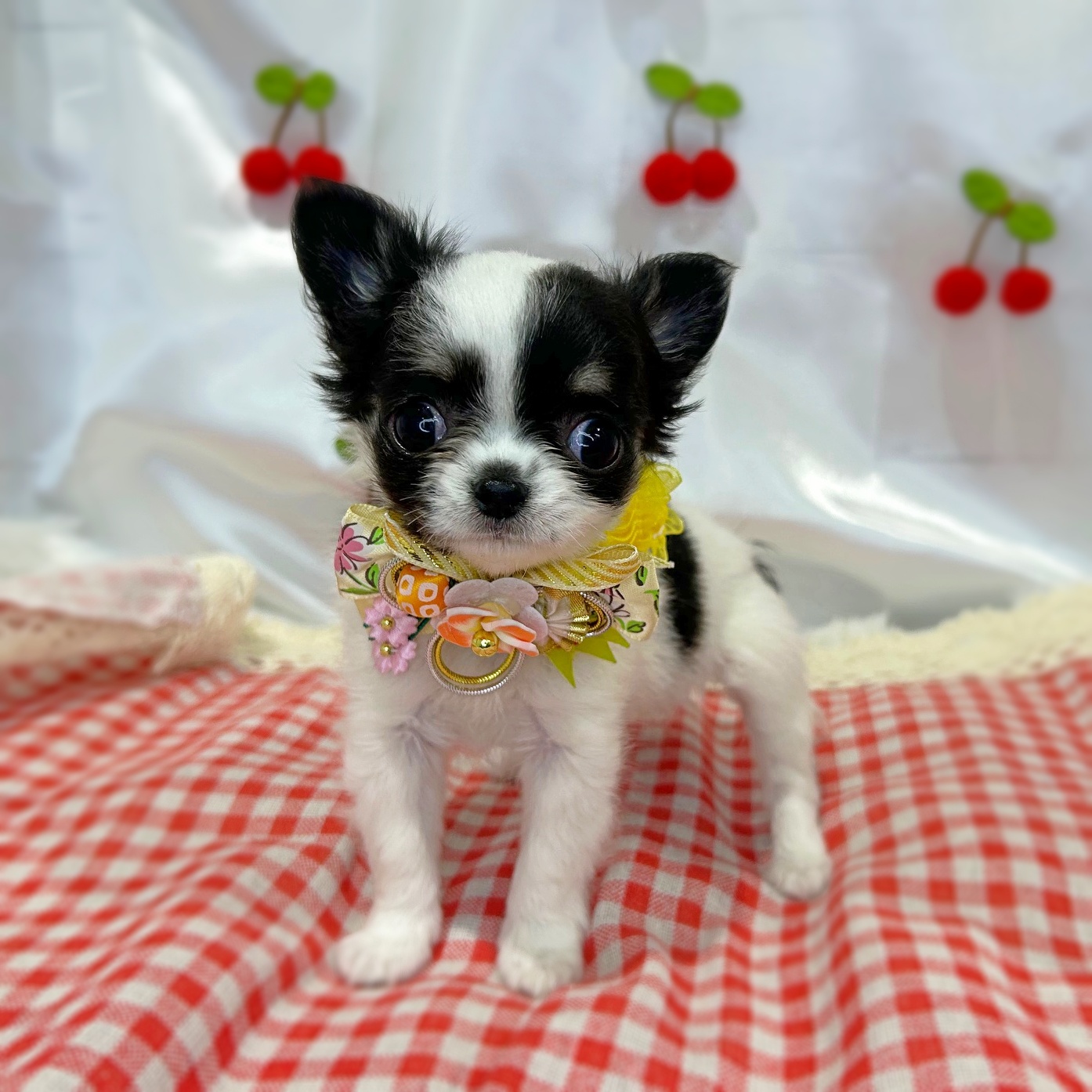 滋賀県のチワワ(ロング) (ペッツワン堅田店/2026年2月10日生まれ/女の子/ブラックタンホワイト)の子犬の2枚目の画像