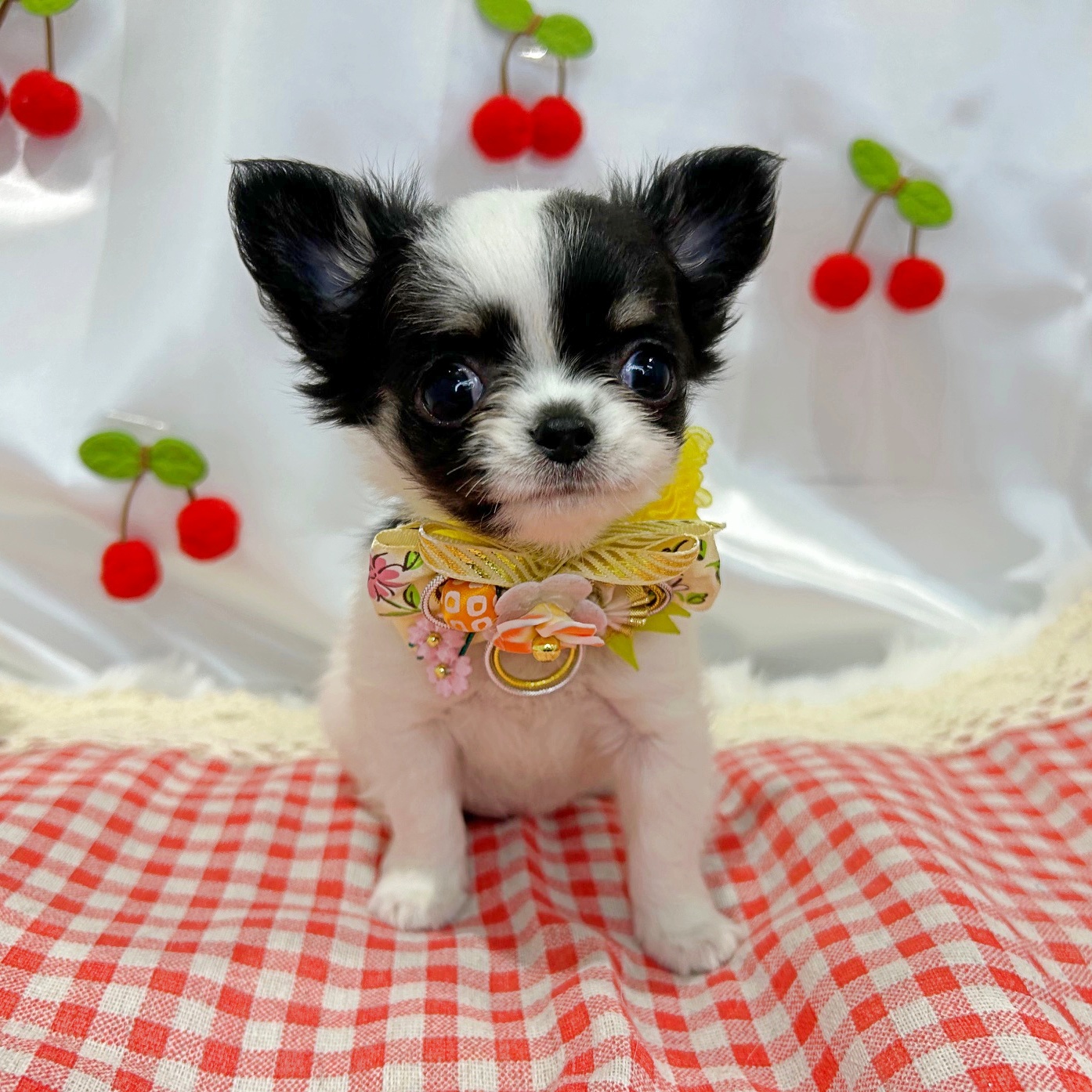 滋賀県のチワワ(ロング) (ペッツワン堅田店/2026年2月10日生まれ/女の子/ブラックタンホワイト)の子犬の1枚目の画像