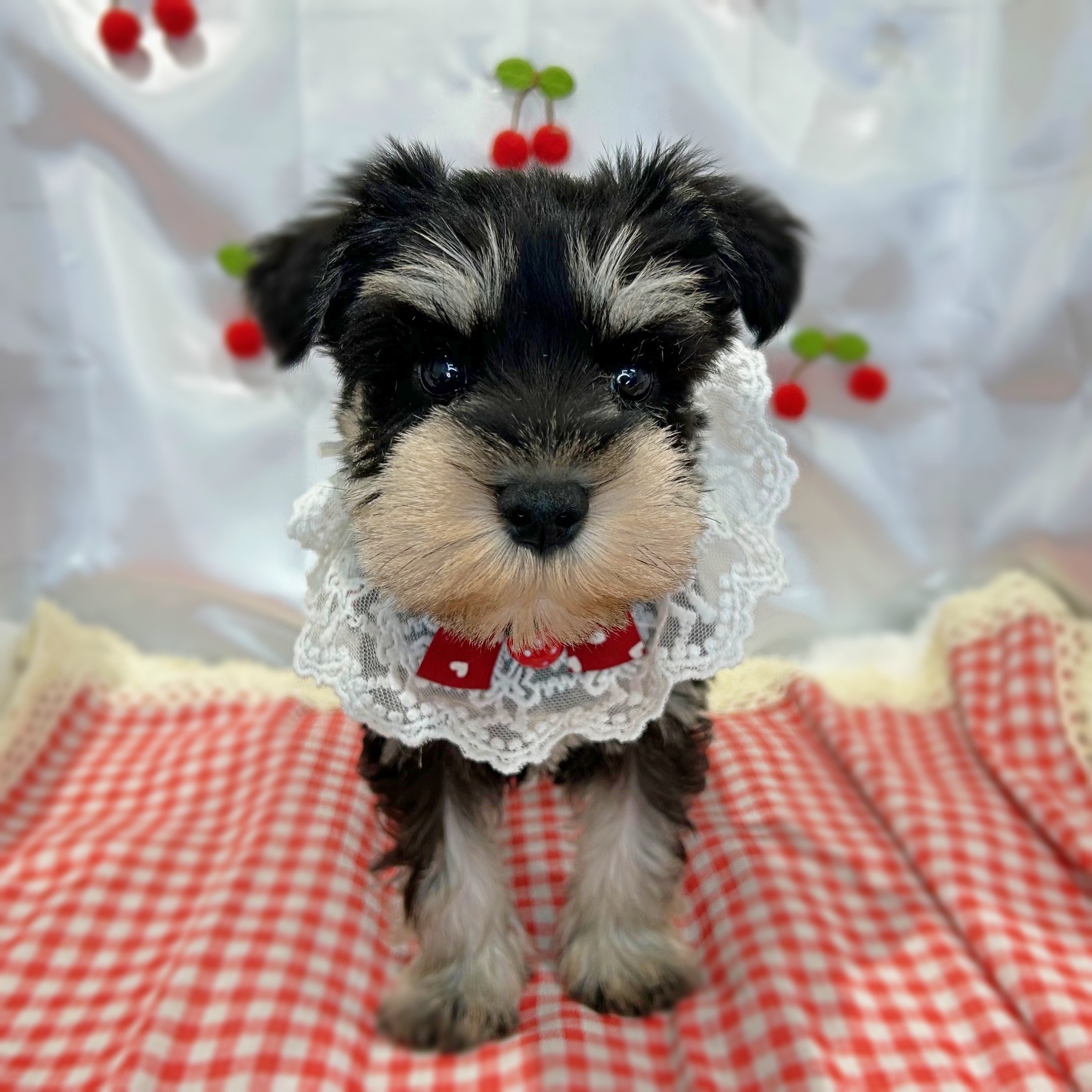 滋賀県のミニチュアシュナウザー (ペッツワン堅田店/2026年2月19日生まれ/女の子/ブラックシルバー)の子犬の2枚目の画像