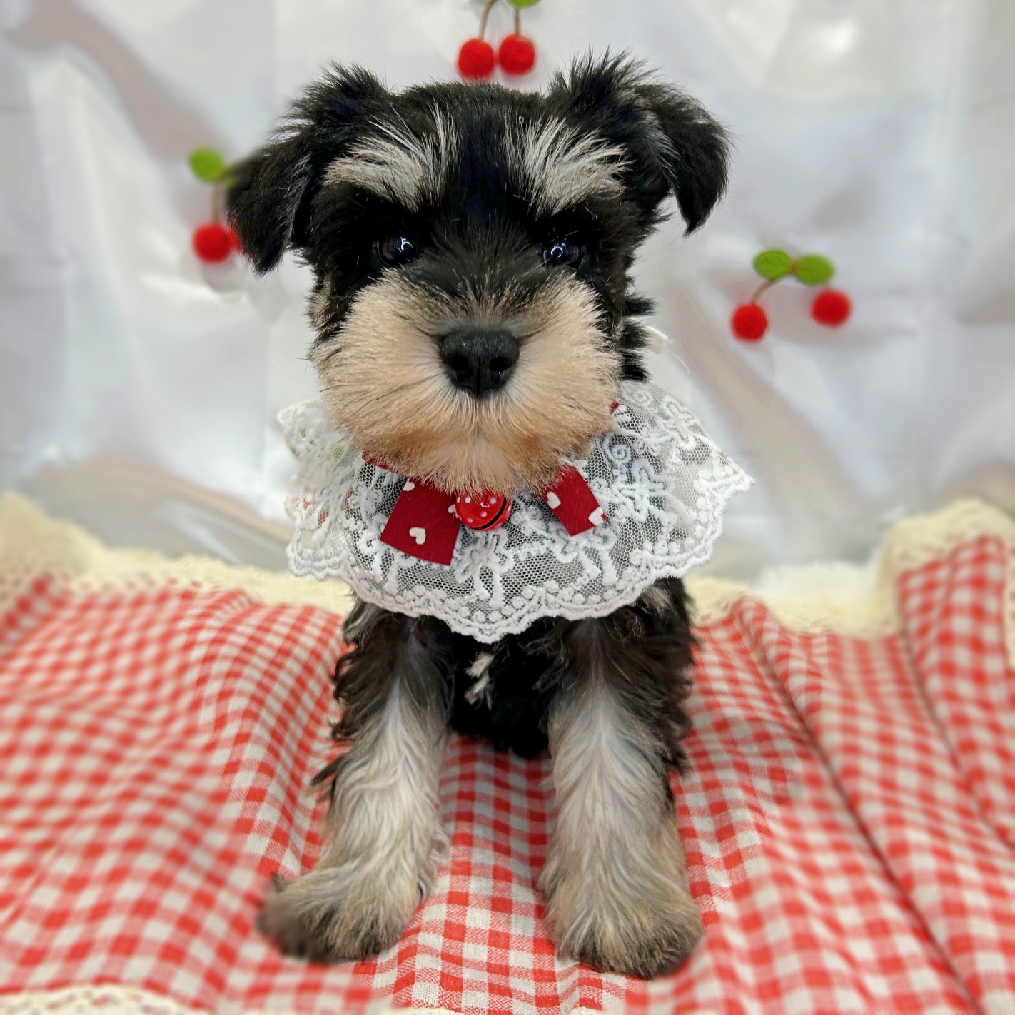 滋賀県のミニチュアシュナウザー (ペッツワン堅田店/2026年2月19日生まれ/女の子/ブラックシルバー)の子犬の1枚目の画像