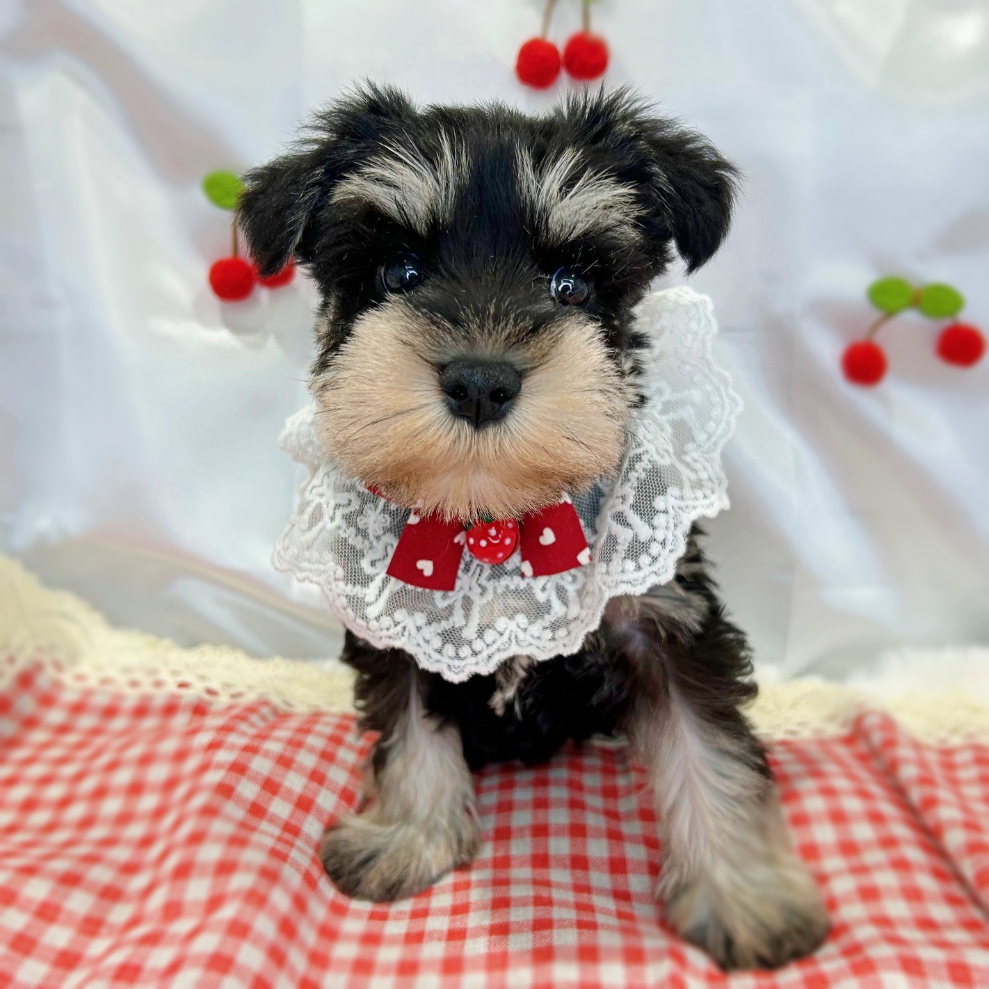 滋賀県のミニチュアシュナウザー (ペッツワン堅田店/2026年2月19日生まれ/女の子/ブラックシルバー)の子犬の3枚目の画像